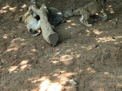 -泉州海丝野生动物世界