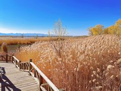 -野鸭湖国家湿地公园