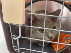 -佳雯宠物医院(四明中路分院)