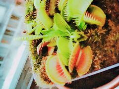 -双季花艺园艺市场(浦东店)