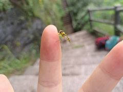 -鸡枕山