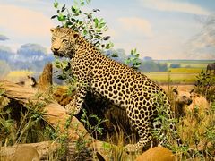 -陕西自然博物馆