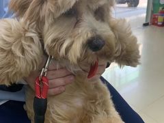 -瑞派动物医院·猫专科·至诚(江南中分院)