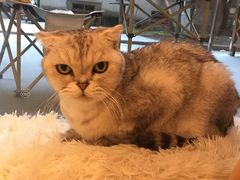 -猫咪派对(江南西店)