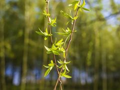 -黄海国家森林公园