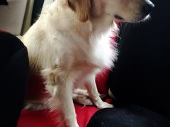 -芭比堂动物医院·犬猫全科·异宠专科(雁塔分院)