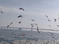-星海湾跨海大桥