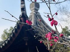 -八大山人梅湖景区