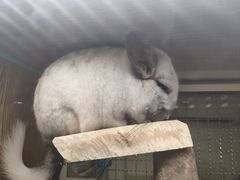 -藦茜花园宠物主题亲子互动体验馆(国顺东路店)