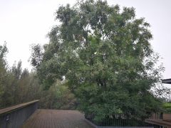 -白鹭湾湿地公园