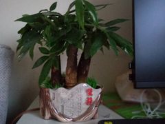 -龙大花卉苗木市场