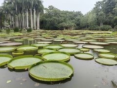 -中国科学院西双版纳热带植物园