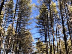 -塞罕坝国家级自然保护区