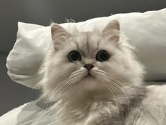 -老吴的猫·猫舍(新区店)