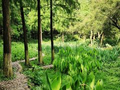 -重庆彩云湖湿地公园