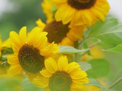 -国际非物质文化遗产博览园