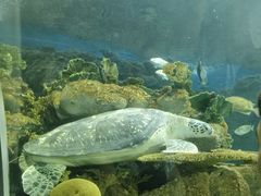 -上海海洋水族馆