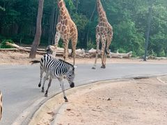 -清迈夜间动物园