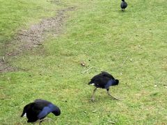 -威勒比开放式动物园