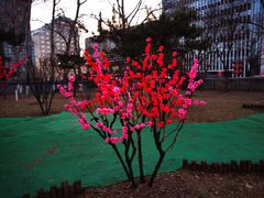 -莲花池公园