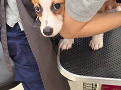 -艾贝尔宠物医院 ·内科全科(梁溪路店)