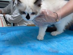 -瑞派·关忠动物医院·猫专科·犬专科(三环新城店)