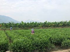 -元江连续刚构世界第一高桥景区