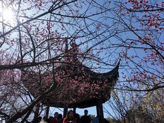 -香雪海