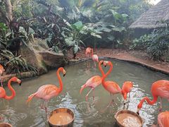 -海南热带野生动植物园