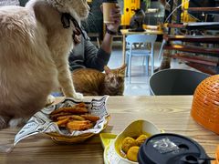 -豆逗聊愈猫阁Easy Life