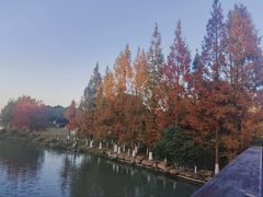 -九里河湿地公园