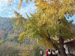 -千年银杏谷文化旅游区
