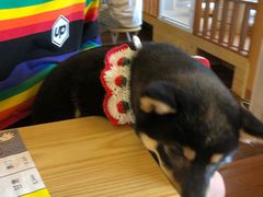 -豆柴町-柴犬主题狗咖(红鼎国际C座店)