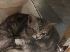 -袖虎·猫馆(体育西路店)