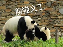 -都江堰中华大熊猫苑