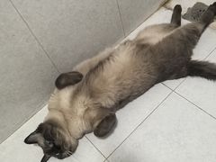 -纳吉亚猫专科动物医院·北北分院