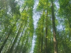 -东平国家森林公园