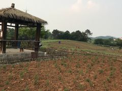 -大塘金香草谷