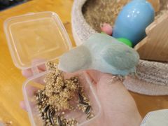 -吉丁鸟咖·异宠·寄养