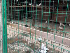 -呀路古热带植物园