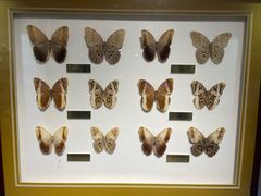 -上海昆虫博物馆