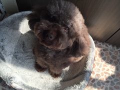 -爱侣宠医·鹦鹉专科·小型哺乳类·异宠专科(灵石路店)