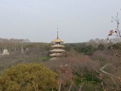 -武汉大学-樱园