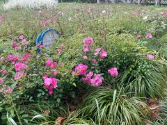 -昆山城市生态森林公园