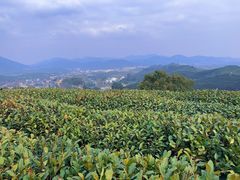 -龙坞茶村