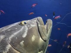 -鹿儿岛水族馆