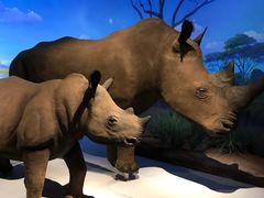 -贝林大翅鲸简餐厅(国家海洋博物馆店)