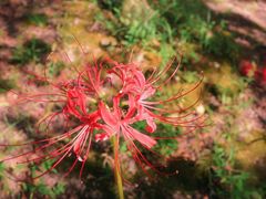 -白塘生态植物园