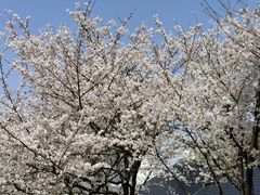 -新虹桥中心花园