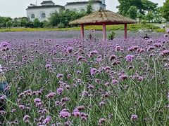 -紫颐香薰山谷景区